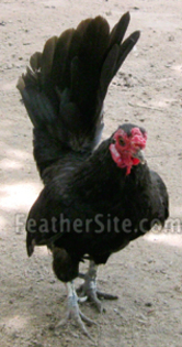 7 - Hand-fantail Ma Lai Bantams