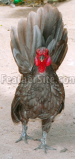 8 - Hand-fantail Ma Lai Bantams