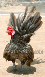 9 - Hand-fantail Ma Lai Bantams