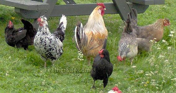 2 - Icelandic Chickens