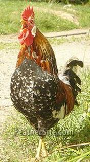 4 - Icelandic Chickens