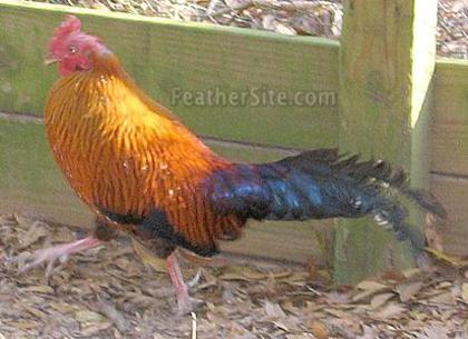 1 - Ceylon Junglefowl