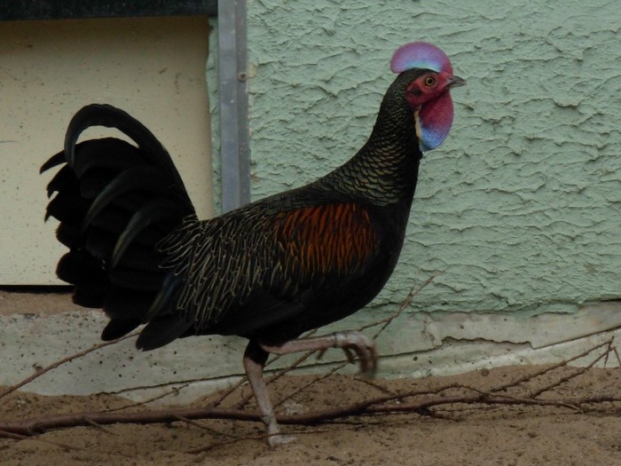 2 - Green Junglefowl