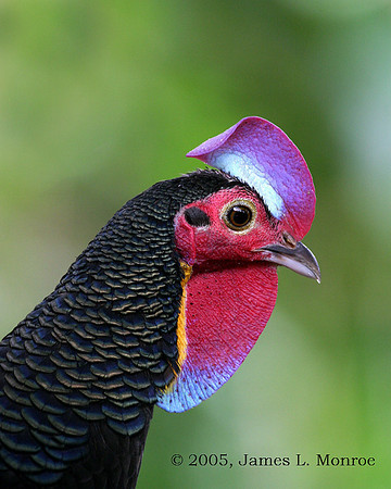 4 - Green Junglefowl