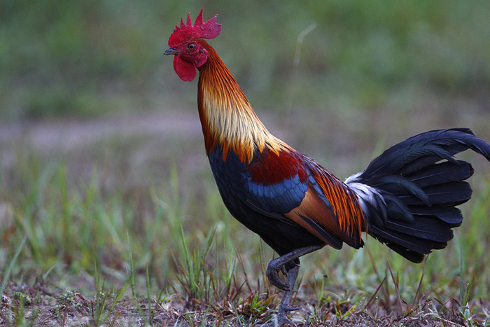 3 - Red Junglefowl