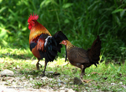 6 - Red Junglefowl