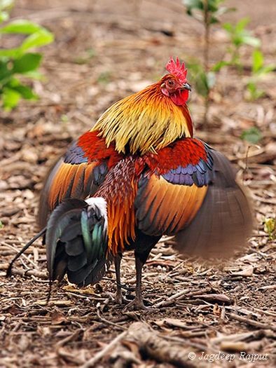 7 - Red Junglefowl