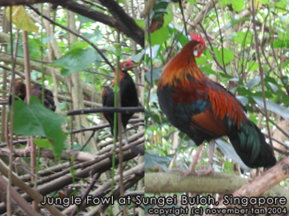 8 - Red Junglefowl