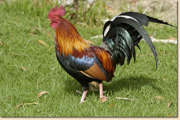 9 - Red Junglefowl