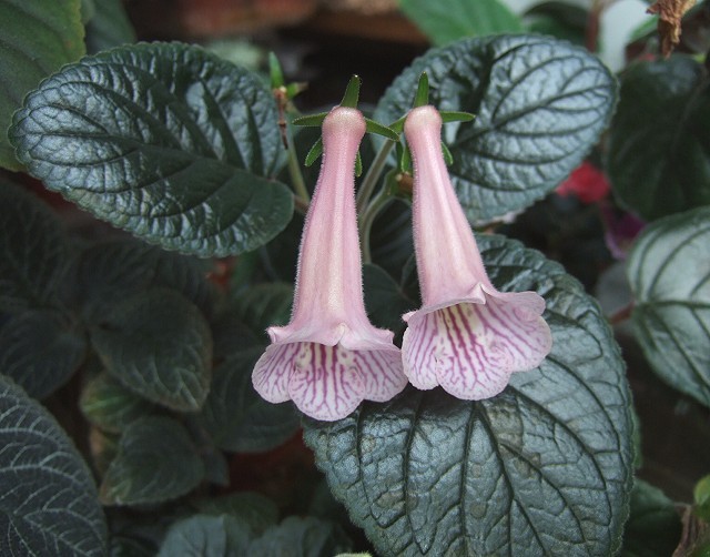 Texas Zebra - Minisiningia si Gloxinia