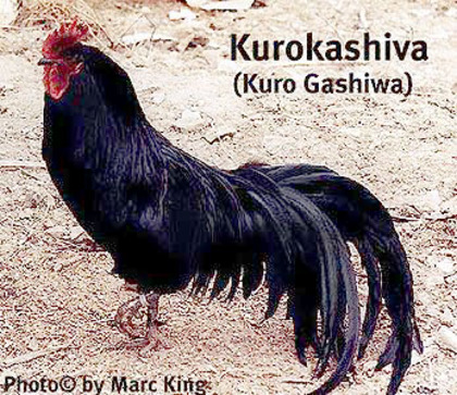1 - Kuro Gashiwa