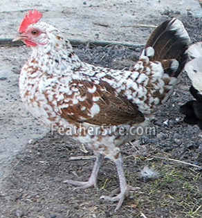 3 - Liliputy Bantams