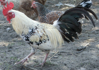 4 - Liliputy Bantams