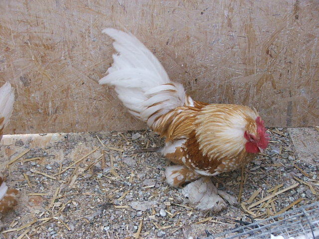 DSCF8492