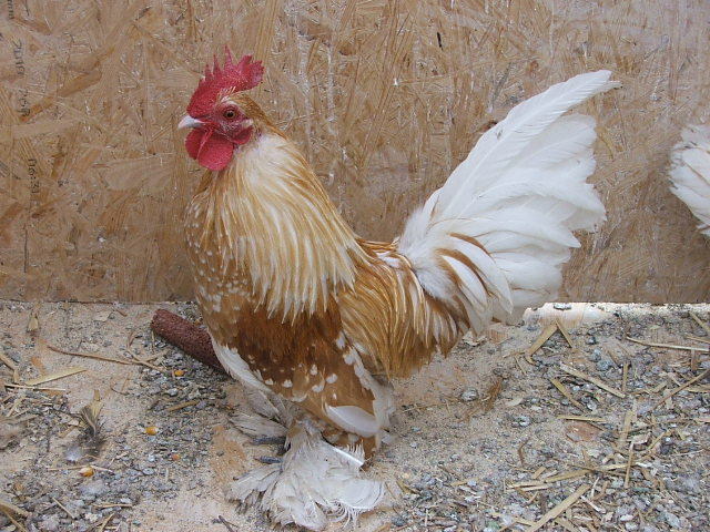 DSCF8501