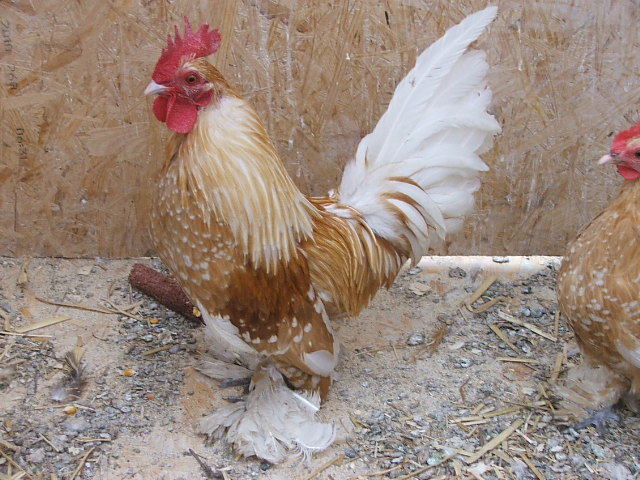 DSCF8502