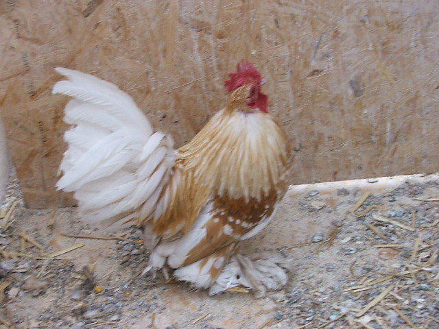 DSCF8508