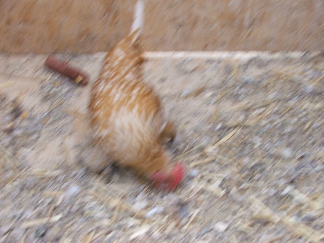 DSCF8514