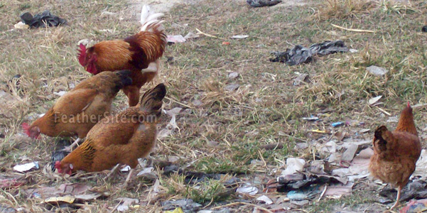 1 - Nepali Chickens