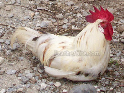 2 - Nepali Chickens
