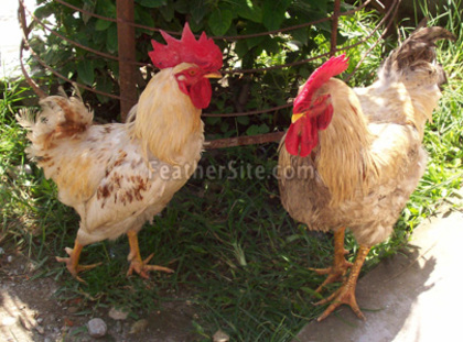 3 - Nepali Chickens