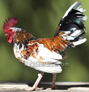 4 - Olansk Bantams