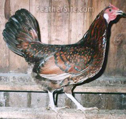 1 - Old English Pheasant  Fowl