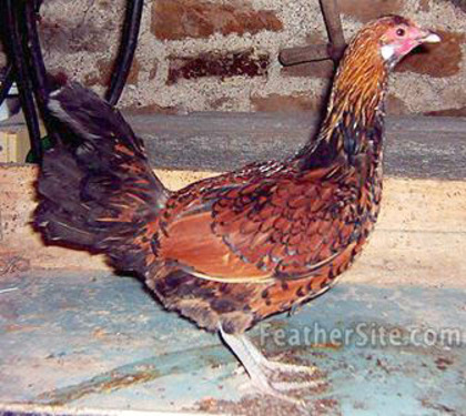 4 - Old English Pheasant  Fowl