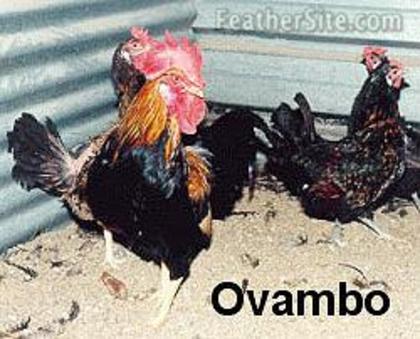 1 - Ovambo