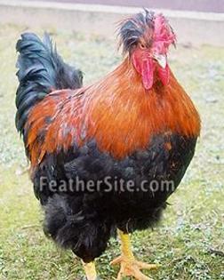1 - Posavina Crested Hens