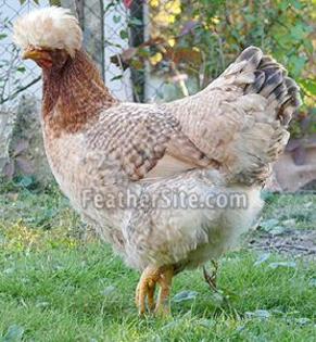 3 - Posavina Crested Hens