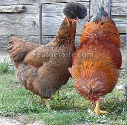 6 - Posavina Crested Hens