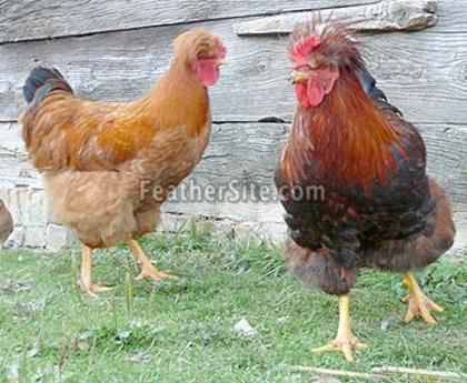 7 - Posavina Crested Hens