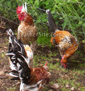 5 - Pyncheon Bantams