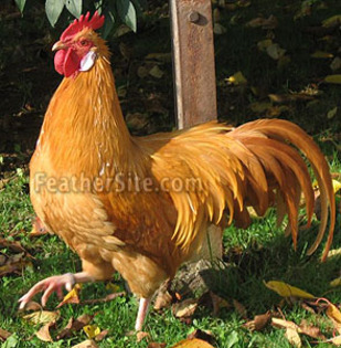 1 - Saxonian Chickens