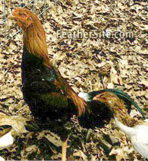 1 - Saipan Jungle Fowl