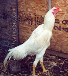 2 - Saipan Jungle Fowl