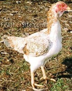 6 - Saipan Jungle Fowl