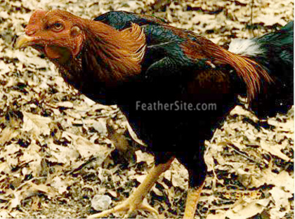 8 - Saipan Jungle Fowl