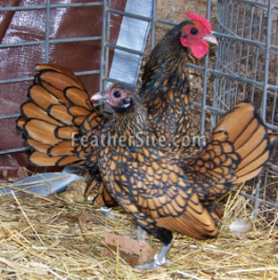 6 - Sebright Bantams