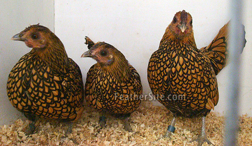 8 - Sebright Bantams