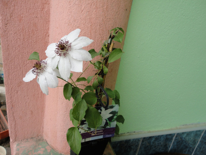 DSC01588 - Clematitele mele