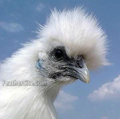 2 - Silkie