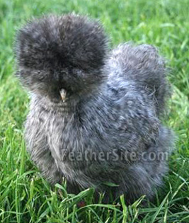 4 - Silkie