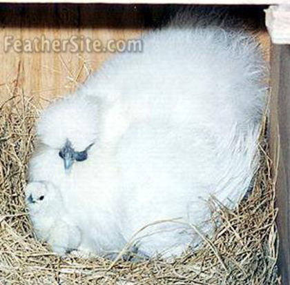 5 - Silkie