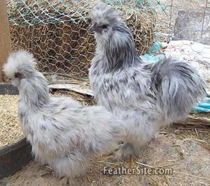 7 - Silkie