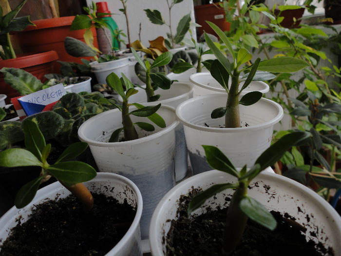 Padurea mea de adenium - Balcon 2011-2012