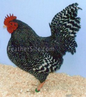 1 - Suffolk Chequer bantams