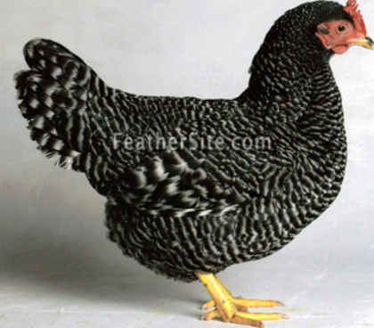 2 - Suffolk Chequer bantams