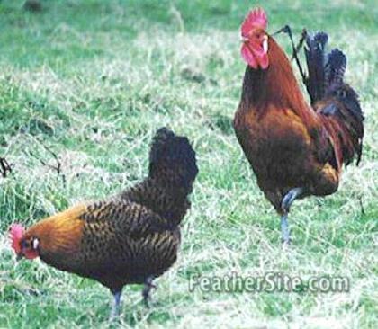 1 - Zingem Laying Fowl